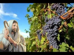 vigna 1