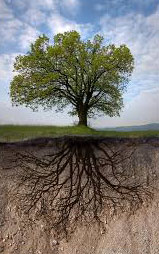 fotoAlbero