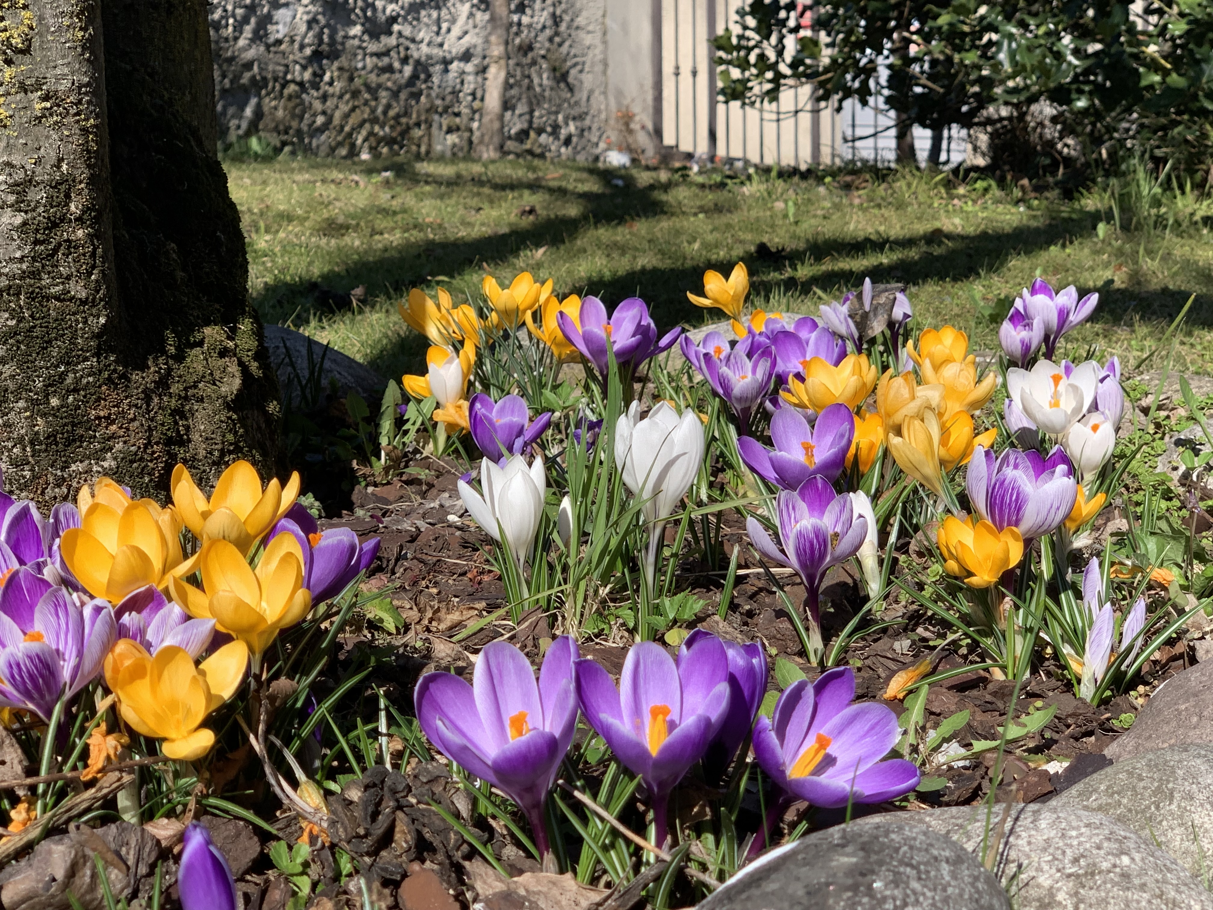 Sbocciano i fiori sbocciano E danno tutto quel che hanno in libertà. Donano non si interessano di ricompense e tutto quello che verrà;