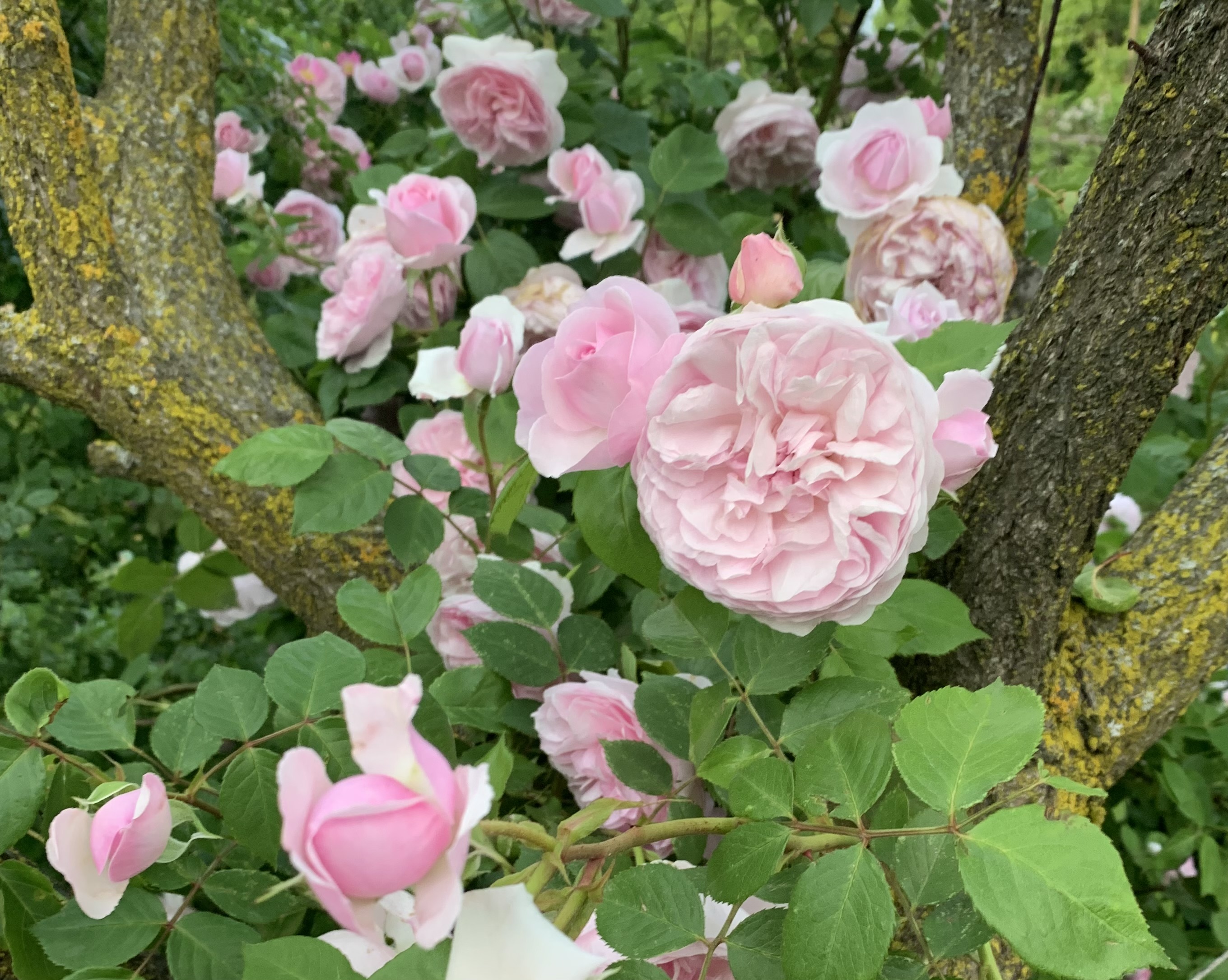 Fa crescere i gerani e le rose.